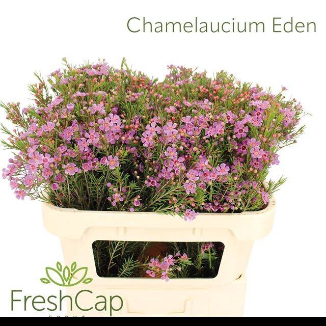 <h4>CHAME EDEN</h4>