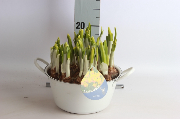 <h4>ARR NARCISSUS</h4>