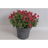 Perkplanten 19 cm Diascia Flying colors Red