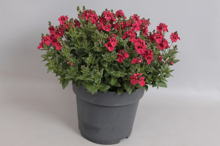 Perkplanten 19 cm Diascia Flying colors Red
