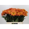 Dahlia Dr Phil