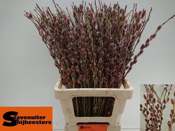 SALIX G PINK CUSHION