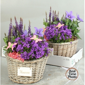 ARR TUINPLANTEN H%