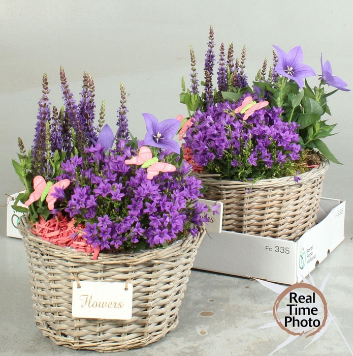 <h4>ARR TUINPLANTEN H%</h4>