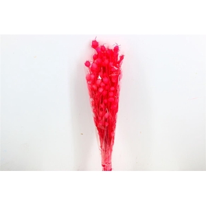 Pres Nigella Fuchsia Bunch