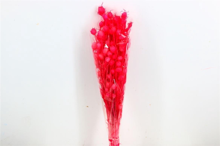 <h4>Pres Nigella Fuchsia Bunch</h4>
