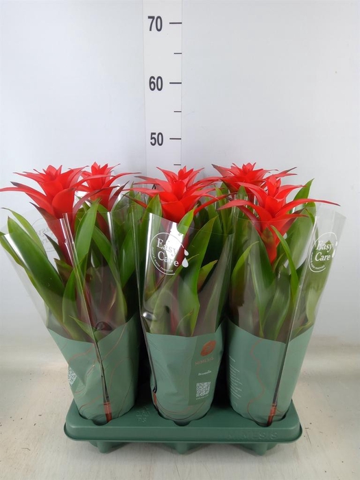<h4>Guzmania  'Calypso'</h4>
