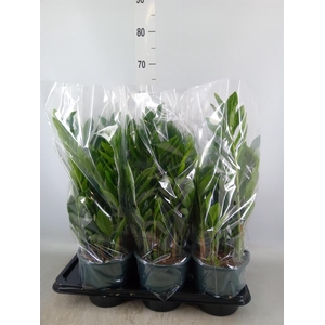 Zamioculcas zamiifolia