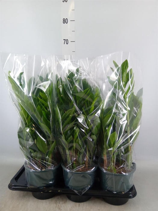 <h4>Zamioculcas zamiifolia</h4>