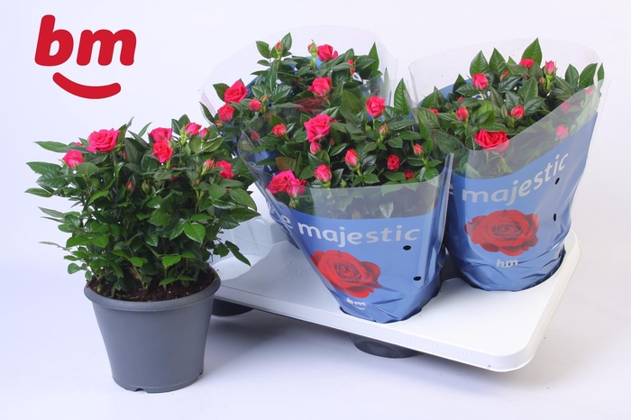 <h4>Rosa Jewel Patio Purple 17cm</h4>