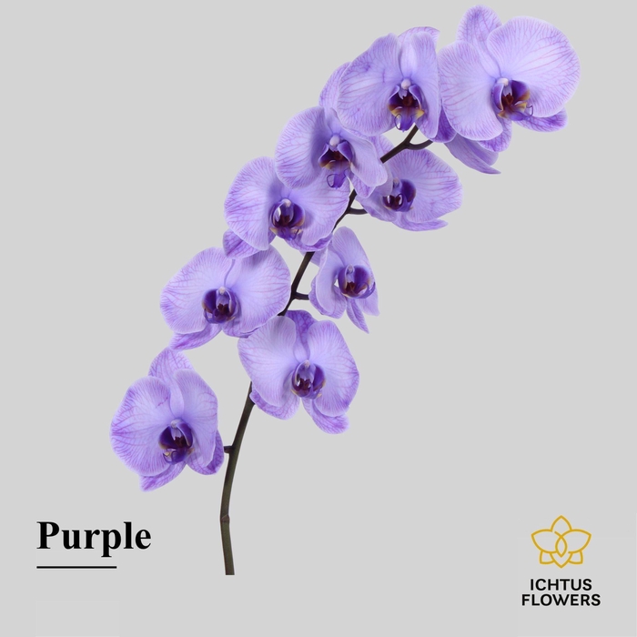 <h4>Phalaenopsis</h4>