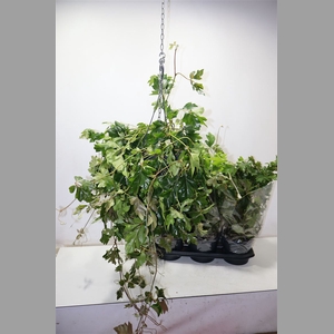 Cissus Rh Ellen Dan In Hangpot