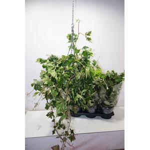 Cissus Rh Ellen Dan In Hangpot