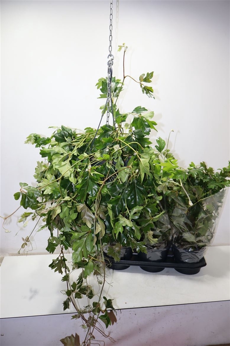 <h4>Cissus Rh Ellen Dan In Hangpot</h4>