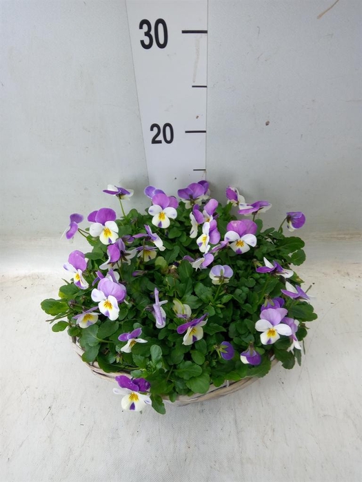 <h4>Viola corn.   ...</h4>