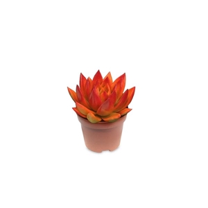 Echeveria bicoloured orange/red