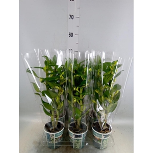 Dendrobium nob. 'StarCla Apollon'