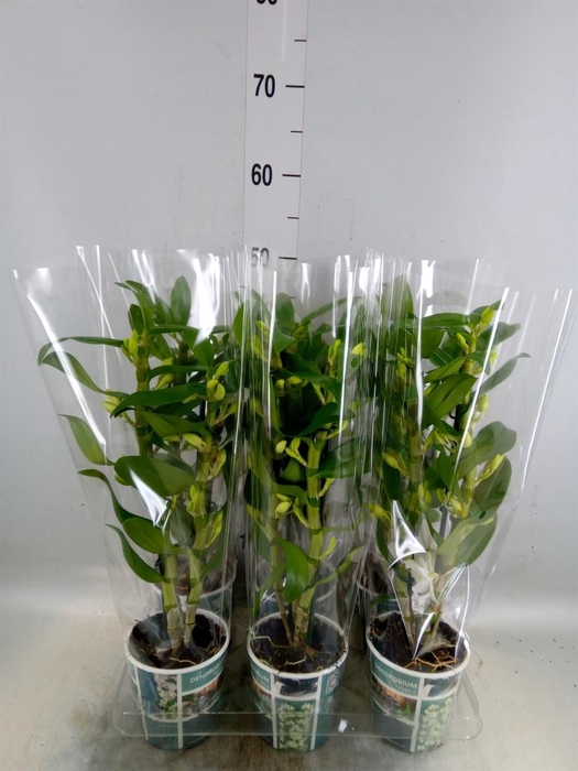<h4>Dendrobium nob. 'StarCla Apollon'</h4>