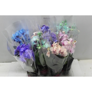 PHALAENOPSIS MINI P09 MULTICOLOR 2 HT