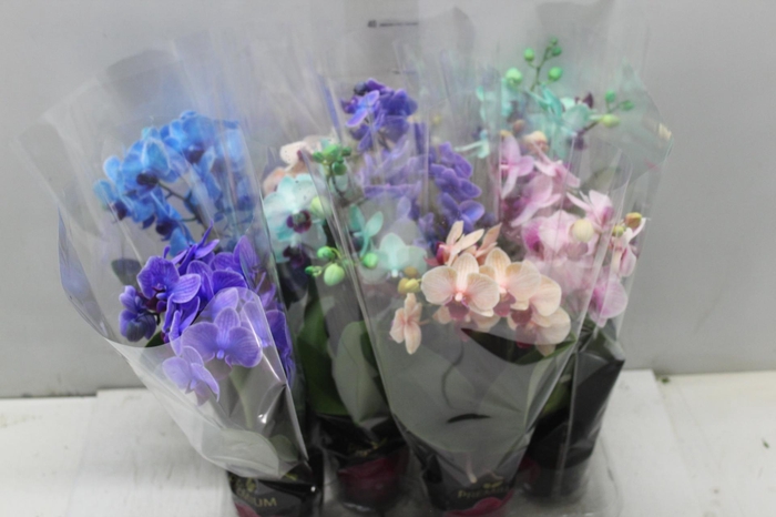 <h4>PHALAENOPSIS MINI P09 MULTICOLOR 2 HT</h4>