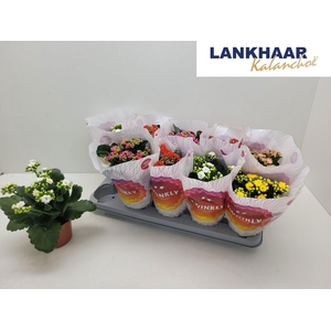 KAL GE PERF GEM 5 KL