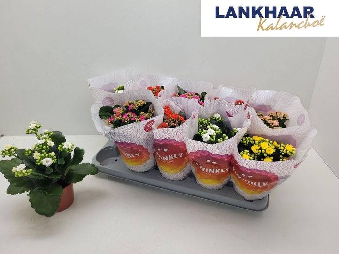 <h4>KAL GE PERF GEM 5 KL</h4>