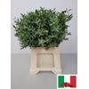 EUC PARVIFOLIA PB