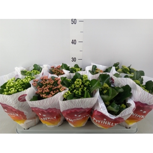 Kalanchoe blos. 'Perfecta'  ..mix 5