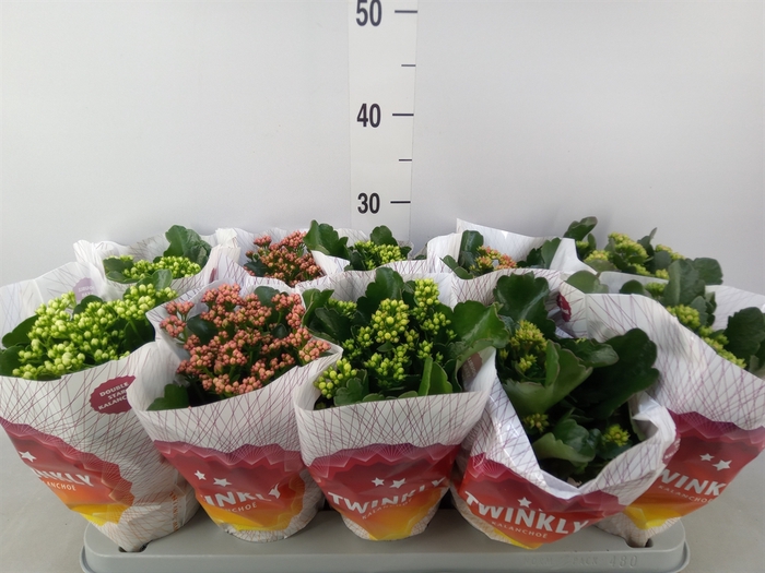 <h4>Kalanchoe blos. 'Perfecta'  ..mix 5</h4>