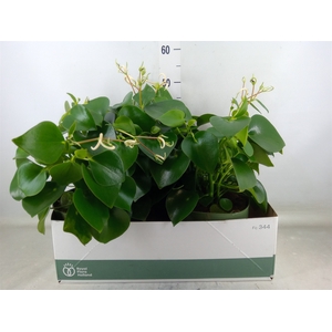 Peperomia polybotrya 'Raindrop'