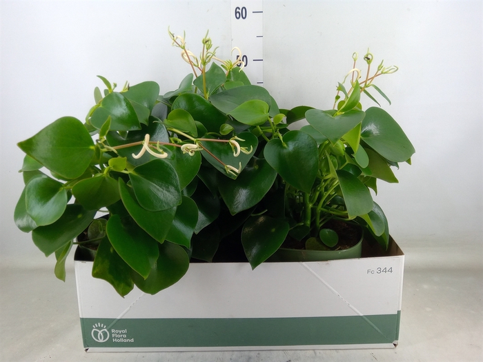 <h4>Peperomia polybotrya 'Raindrop'</h4>
