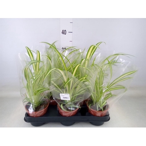 Chlorophytum com. 'Variegatum'