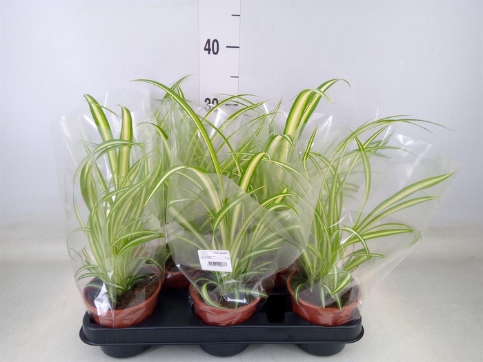 <h4>Chlorophytum com. 'Variegatum'</h4>