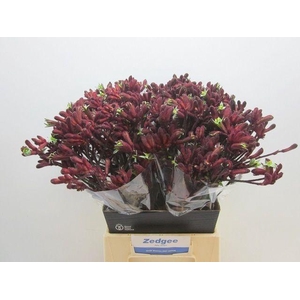 Anigozanthos Early Spring Red 50cm