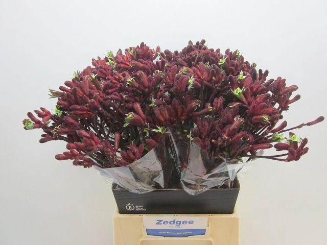 <h4>Anigoz Early Spring Red 50cm</h4>