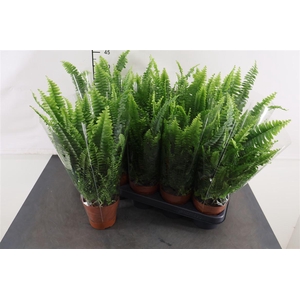 Nephrolepis Green Lady 12 Cm. Pot