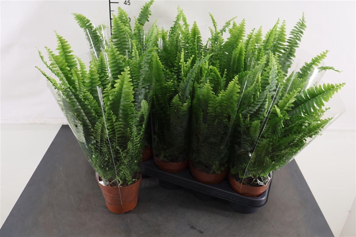<h4>Nephrolepis Green Lady 12 Cm. Pot</h4>