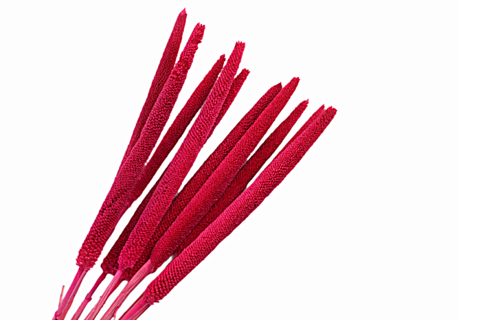<h4>Babla Cerise</h4>