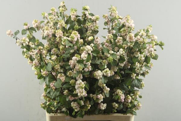 <h4>Sympho Blush (l.rose) L 70</h4>