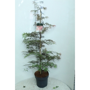 Acer palmatum 'Garnet'