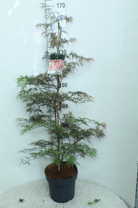 <h4>Acer palmatum 'Garnet'</h4>