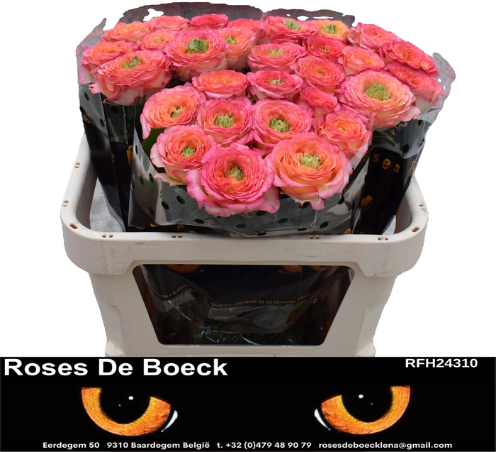 <h4>R GR HOUDINI</h4>