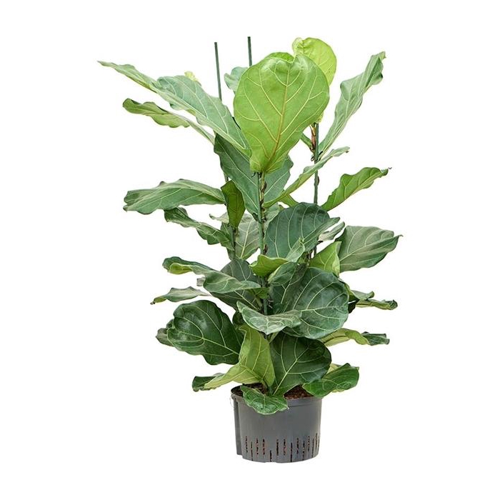 <h4>Ficus lyrata</h4>