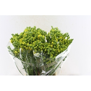 Fr Du Grandeur Creme / Yellow