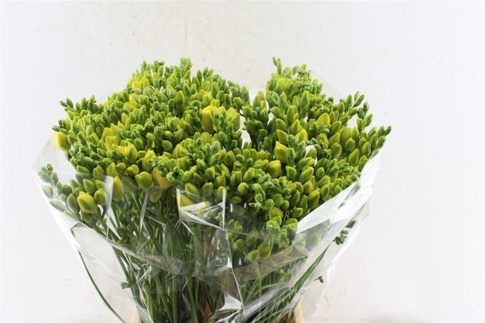 <h4>Fr Du Grandeur Creme / Yellow</h4>