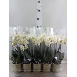 Phalaenopsis   ...white