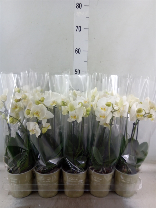 <h4>Phalaenopsis   ...white</h4>