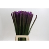 Liatris Callilepis