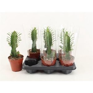 Euphorbia trigona