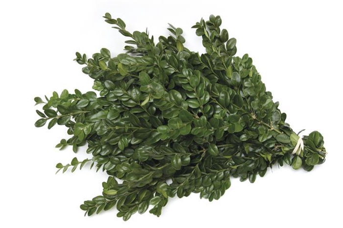 <h4>Buxus 180-200 g</h4>